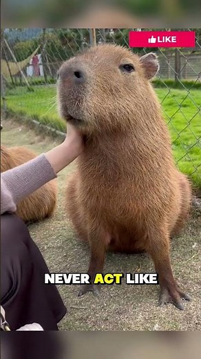 Why Are Capybaras So Chill With Everyone?