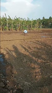 Beetroot Sowing Method.