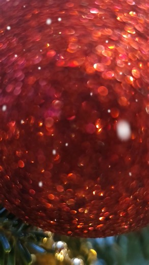 Weimaraner Christmas Celebrations 2026