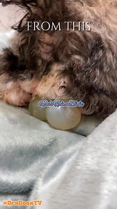 75K views · 522 reactions | “Time is critical in a C-section to ensure puppies and kittens are delivered safely and alive. Don’t wait—ask your vet now! ” #CS #cesareansection #surgery #reelsvideoシ #viralreelsシ #viralreelsfb #viralreelschallenge #reelsfacebook #fypシ゚viral #docroox #foryouシ #docrox #post | Dra. Rooxtv | Facebook