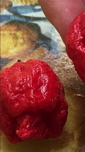 Plantei a pimenta mais forte do mundo: Carolina Reaper