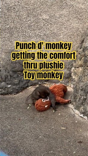 Adorable Punch D' Monkey the Outcast,Lets check the update パンチくん
