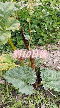 ルバーブ付きました 芽キャベツの芽タネ植えて出てきた 苺取られたお話し 素人園芸 初心者ガーデニング