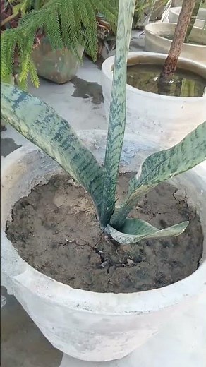 nagfani ka ped 😱 #viral #shortvideo #nagfani #plants