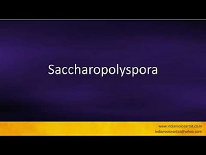 Pronunciation of the word(s) "Saccharopolyspora".