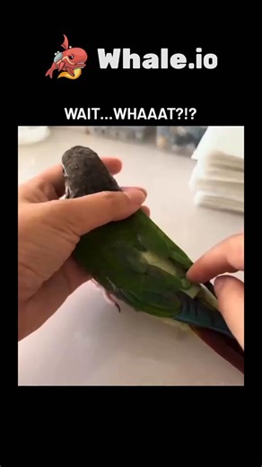 Zahan on Instagram: "The video captures a Quaker parrot patiently undergoing a diaper change using a reusable velcro flight suit, a real product designed for pet birds to roam freely without soiling homes. - Commercial bird diapers, available since the 1990s from brands like Avian Fashions, fit species like Quakers and cockatiels; owner forums report most birds adapt within days, reducing cleanup by up to 90% during supervised play. - Posted on December 23, 2025, the clip amassed over 866,000 vi