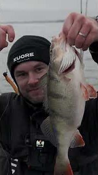 Ned Rig Secret for Pressured Perch & Zander 🎣 | Kuore The Log