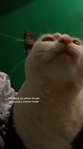 Understanding Cat Kneading Behavior Explained