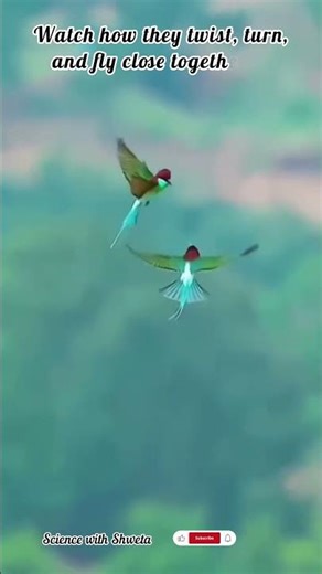 “Sky Dancers: The Romantic Flight of Blue-tailed Bee-eaters 💚🐥”