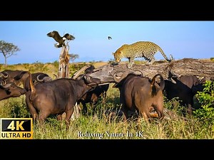 Our Planet | Survive the Wild: African wild nature 4k / 4K TV - Relaxing Nature In 4K