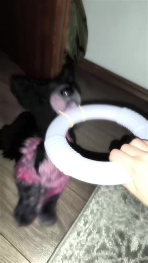 esaa#dog #douglas #Essa #Essa