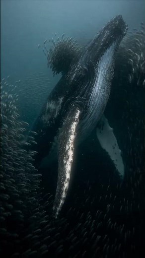 A humpback whale swimming through a massive sardine school beneath the ocean surface