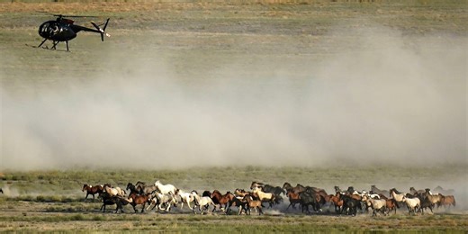 BLM to gather wild horses on Little Book Cliffs Wild Horse Range
