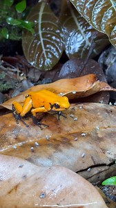 My Bioactive Poison Dart Frog Terrarium Build! #fbreelsfypシ゚viralfbreelsfypシ゚viral #fbreel #fyp #reel #simulatinganecosystem #foryoupage #terrariumwaterfall #IndoorJungle #bioactive #indoorecosystem #facebookreel #vivarium #terrariums #livingart #natureindoors | Alternateaquatics