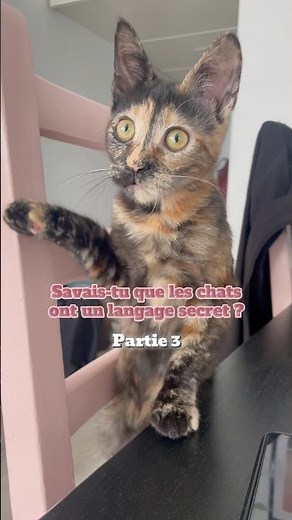 Je te dévoile le langage secret des chats 🤫✨ (Partie 3) !