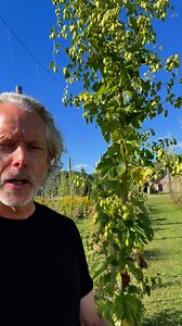 La culture du houblon #houblon | François Lambert