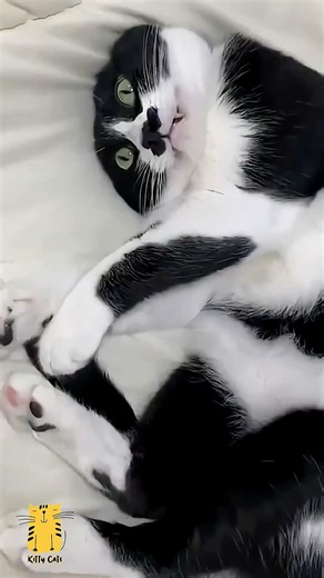 Wait for These Cats' Reactions! 😂😻 #shorts #funny #cats