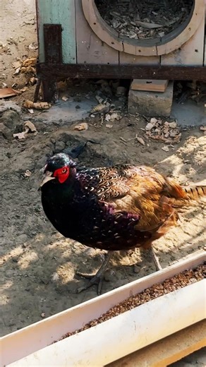 Meet my colorful backyard buddy! 🦚✨ #birds #guineafowl