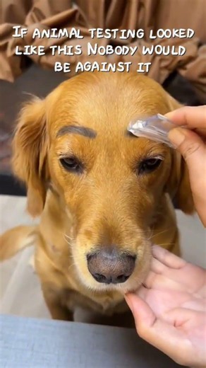 STOP ANIMAL TESTING AND CRUELTY #animals #animalcrueltyawareness #animallovers #saveanimals