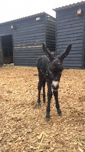 Baby's first steps!! | The Donkey Sanctuary Ireland