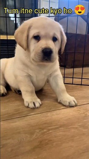 This Labrador Puppy Will Melt Your Heart 🐶❤️ #labrador #dog #puppy #cutepuppy #cute #shorts #viral