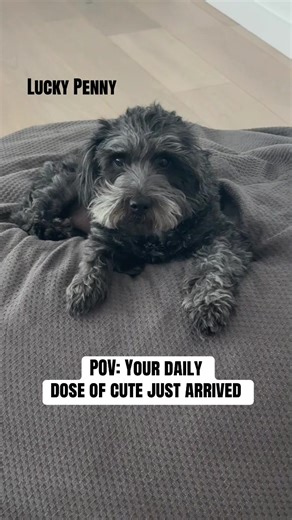 Don’t let Monday get you down. Lucky Penny is here, mysterious aura intact. #rescuedoodle #doodlerescue #doodleMonday