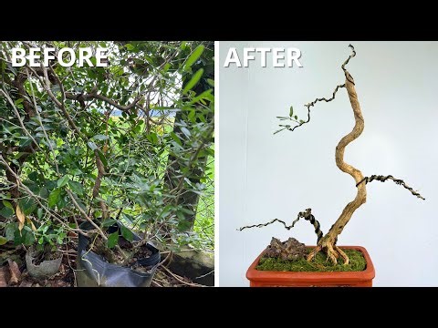 It Looked Like a Mess… Until I Started Shaping It 🌳