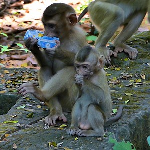 Baby Rainbow eating while big brother drinking milk | Monkey Rainbow