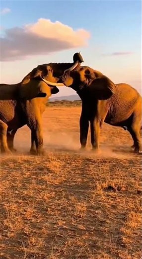 Massive Bull Elephants Clash in Brutal Dominance Fight! 🐘⚔️ Real Wildlife POV