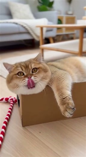 My chunky boy has entered the chat