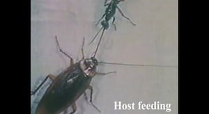 Video shows wasp manipulating brain of a cockroach
