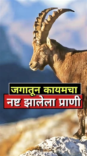 मानवाने शिकार करून संपवलेला प्राणी 😢 Alpine ibex marathi information| Wild goat in marathi| निसर्ग