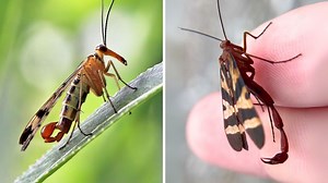 6K views · 156 reactions | Scorpionfly 廬 A Fly With a Scorpion’s Tail?! | 1 Minute Animals Is that a fly with a scorpion’s tail? Meet the scorpionfly—a tiny insect with an unexpectedly twist. #scorpionfly #insects #insect #insectsofinstagram #fly | 1 Minute Animals | Facebook