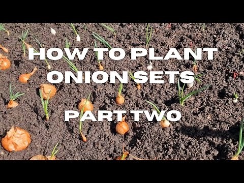 How to plant onion Sets PT2. Onion sets started in seed cells. How to grow onions.