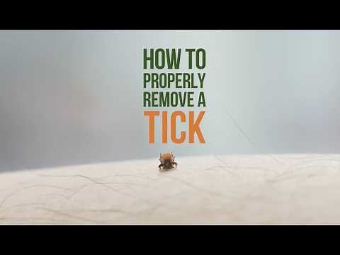 Remove a Tick the Right Way: Safe & Simple Steps
