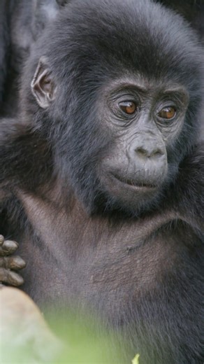 Curious monkeys: Close-up footage of their inquisitive world