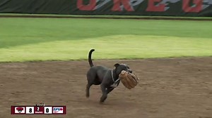 Dog wants to play softball too :) | Softball Clubhouse
