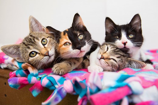 How to Foster Kittens – Save Lives & Get Support