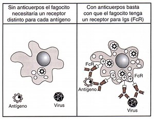 Inmunoglobulinas (IV): Receptores para inmunoglobulinas