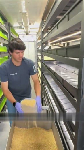 Hydroponic Grass Farming for Cows | हाइड्रोपोनिक घास से दूध उत्पादन कैसे बढ़ता है? #mrdeepraj