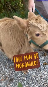 Fall is a GREAT time to visit NOGAWILD! Enjoy tons of fall fun like...