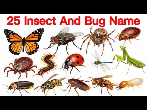 Insect Name English to Hindi | कीड़े के नाम | Bug & Insect Name | Insect Name and Pictures
