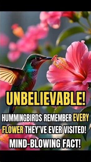 Hummingbirds Remember Every Flower They Visit 🌺✨ #BrainPower
