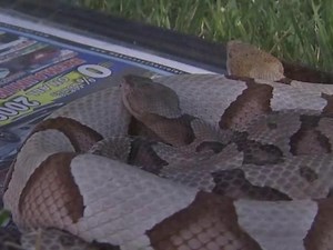 Snake sightings rise with rainy weather hitting Triangle