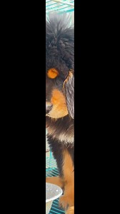 Tibetan Mastiff Bhote (Bhote Kukur) Care and Facts