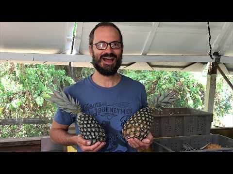 ARTfarm: How To Prep & Plant Pineapple Slips!