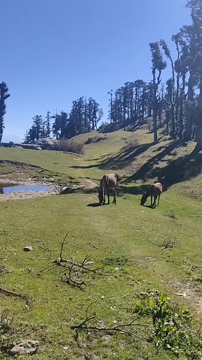 Animals at heights of shivalik ranges | Manali