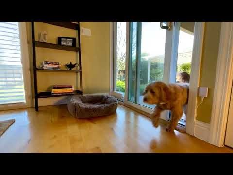 Wayzn Pet Tag gives your pup entry privileges