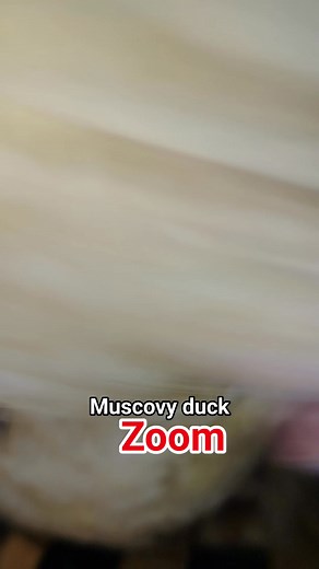Amazing zoom 🔥🦆🦢🐣 muscovy duck 🦆🦢🔥 #muscovyduck #duck #patos #pato #pets #muscovy #animals | Iwak Iwak