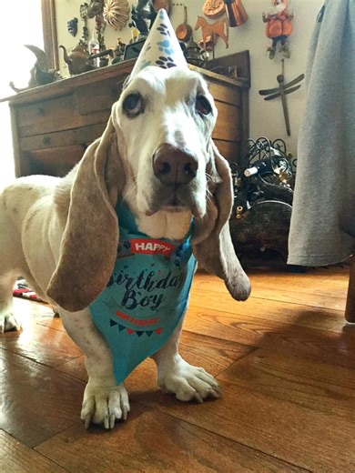 🌈♥️💙 Remembering Angel Buddy on His Anniversary💙❤️🌈 Mom here…. Today marks 5 years since Angel Buddy got his wings. ￼ We miss him every day, but this anniversary is especially hard for some reason. We don’t want his memory to be forgotten, so we’re trying to think of something to do to honor him that will help animals in need. ￼If you all have any suggestions, please drop them in the comments below. ￼￼ | Buddy the Basset and Friends